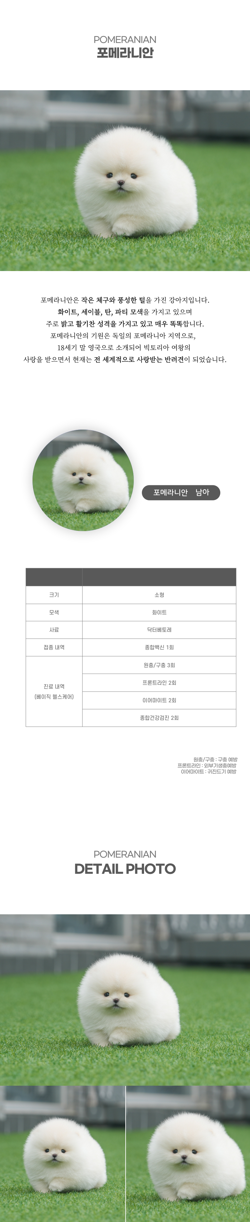 포메라니안_상세이미지_2
